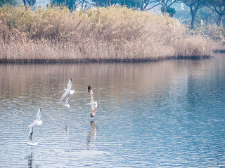 flock of white birds fly over the lake and feed