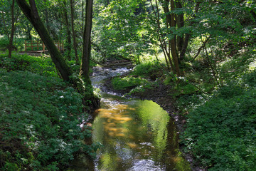 Obraz premium Small stream in a green forest in the daytime.