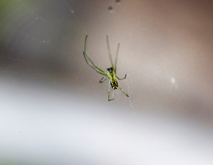 Latin Name: Leucauge Argyra ( Small florida garden spider with yellow spots)