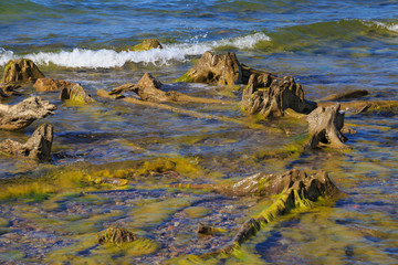 Large old wood stumps in the water on the sea coast.