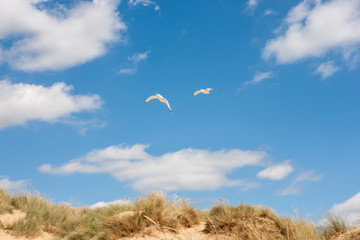 Two seagulls flying over sand dunes
