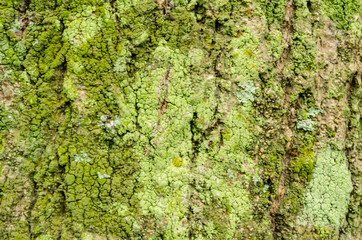 Green Moss On Tree Texture