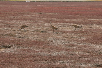 Sandhill Cranes (Antigone Canadenssis)