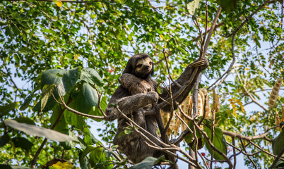 Sloth mother with her baby in Cartagena