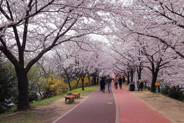 Alley of blooming Cherry trees in Busan, South Korea