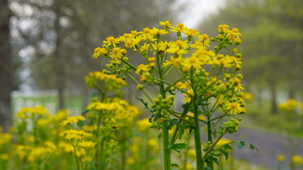 field of yellow flowers