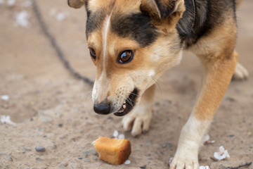 Dog eats bread. Dog abuse conception..