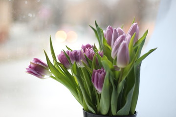 pink tulips on white background