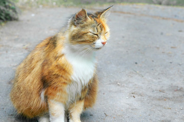 Squinting ginger cat in the street.
