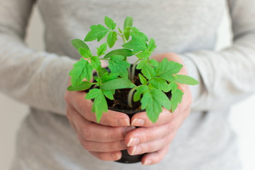 Woman holds a pot in her hands with green seedlings of young tomato