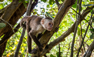 Capuchin monkey in Tayrona Park in Colombia