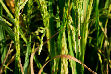 close up view of growth organic jasmine rice field with ladybug in the summer morning at countryside in Thailand.