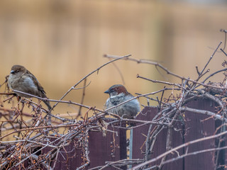 Small bird, possible a wren, perched on a bare grapevine