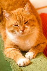 Fototapeta na wymiar Bright red cat sits on green sofa and has a rest, having folded paws together