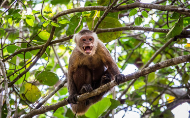 Capuchin monkey in Tayrona Park in Colombia
