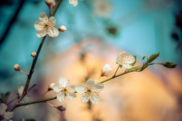 Floral spring background: Blooming white cherry blossoms, springtime