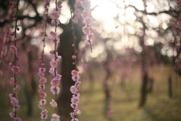天白農業センター 陽を浴びる枝垂れ梅