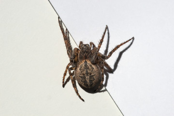 spider on a white background
