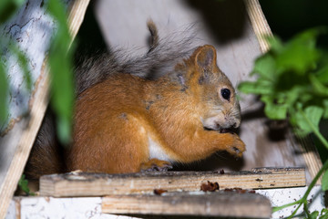 Naklejka na ściany i meble Squirrel in the city arboretum