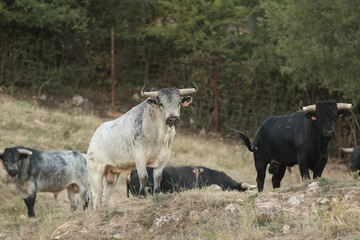 Bull in spain in the green field