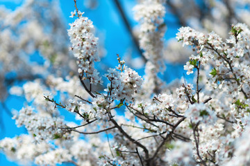 White cherry blossoms blooming against the blue sky