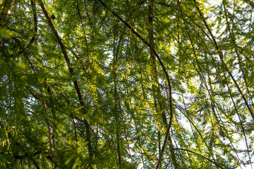 Fototapeta premium Background of sunlight filtering through tree branches, delicately cut leaves, horizontal aspect