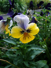 color flower in sunshine day