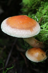 Hypholoma lateritium, known as brick cap or brick tuft mushroom, growing wild in Finland