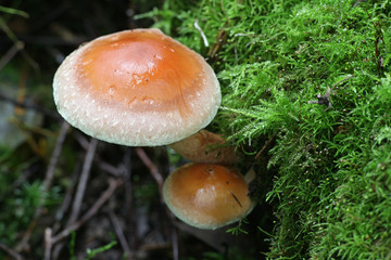 Hypholoma lateritium, known as brick cap or brick tuft mushroom, growing wild in Finland
