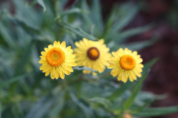 Beautiful yellow flowers in the spring season. Xerochrysum bracteatum strawflower.