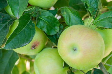 Ripe fresh apples grow on the branches.