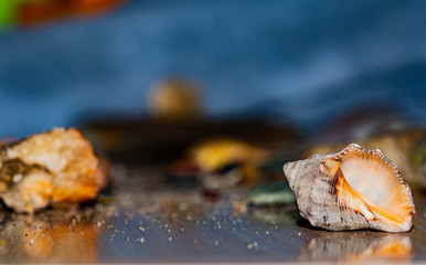 Seashell on a diffuse and colorful background Cheerful and colorful marine and vacation set