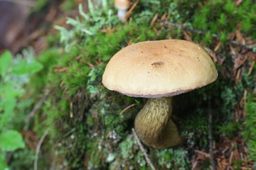Tylopilus felleus, known as the bitter bolete or the bitter tylopilus, wild bolete from Finland