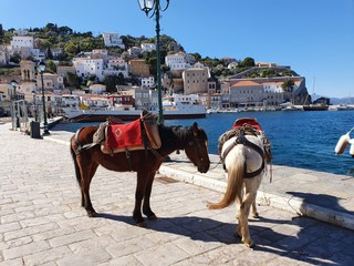 Donkeys on Greek island