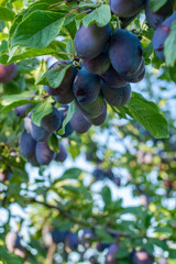 Plum tree with juicy fruits on the branches.