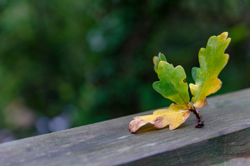 hoja