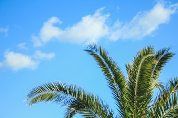 Fototapeta na wymiar Green palm tree in front of blue sky, Mallorca, Spain