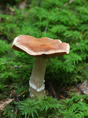 Cortinarius laniger, known as Woolly Webcap, wild mushroom from Finland