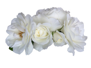 White rose flowers isolated on white background