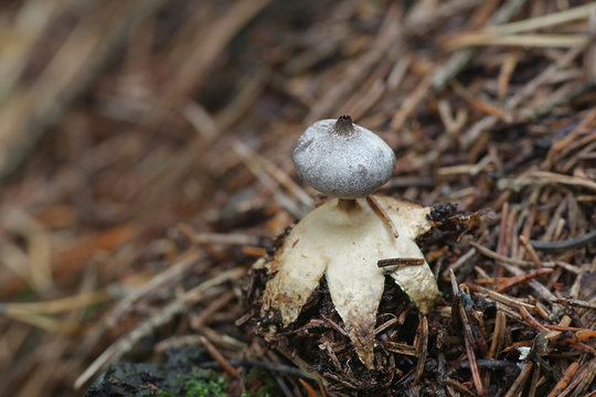 Geastrum pectinatum, known as the beaked earthstar or the beret earthstar, wild mushroom from Finland