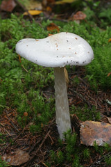 Amanita virosa, known in Europe as the destroying angel, a deadly poisonous mushroom from Finland