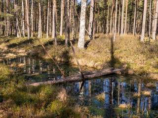 Fototapeta premium beautiful bog landscape in spring