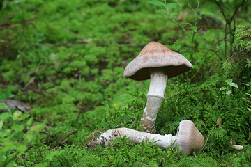 Cortinarius laniger, known as Woolly Webcap, wild mushroom from Finland
