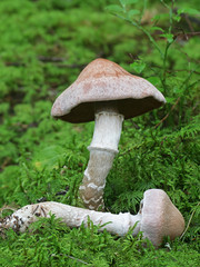 Cortinarius laniger, known as Woolly Webcap, wild mushroom from Finland