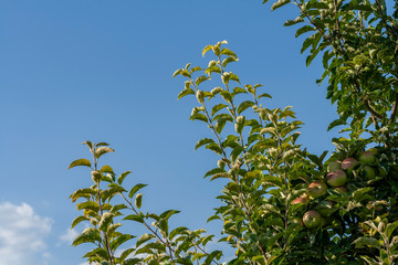 Ripe fresh apples grow on the branches.