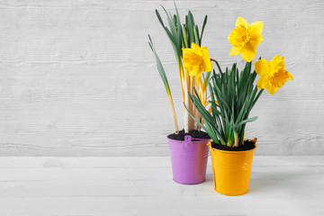 Two beautiful seedlings of yellow daffodil and tulip in colorful bright buckets.