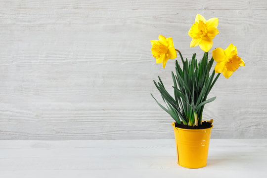Beautiful yellow daffodil seedling in bucket, on wooden background