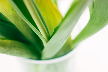 Fototapeta premium Blurred green yellow stems and leaves of a bouquet of tulips closeup with selective focus. Tender abstract spring flowers background for the holiday