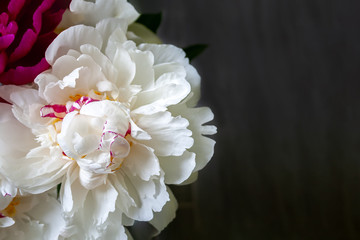 Fototapeta na wymiar Lush white pink yellow peony against a blurred gray background closeup. Beautiful flower as a gift for the holiday. Bouquet of tender flowers. Top view with copy space