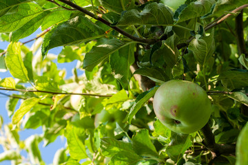 Ripe fresh apples grow on the branches.